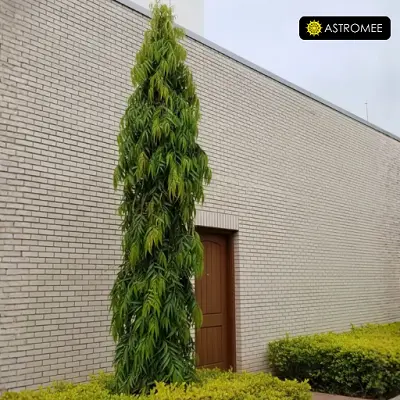 Ashoka tree outside your house