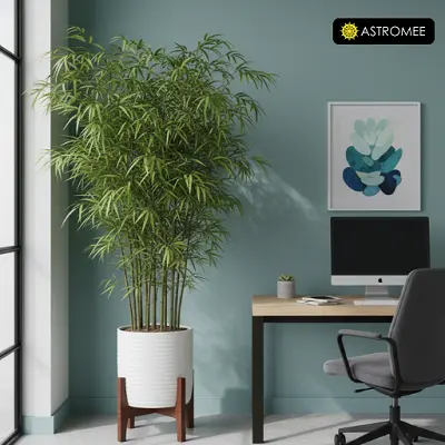 Bamboo Plant in office corner